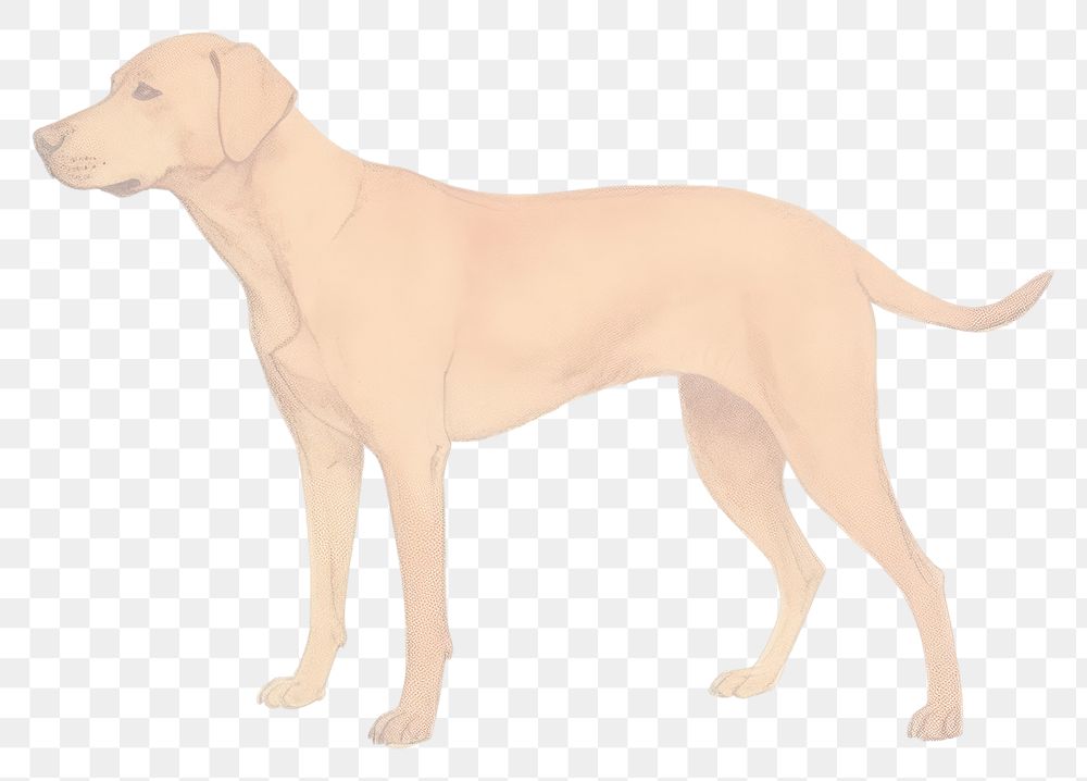 PNG Riso illustration of a dog animal mammal pet. AI generated Image by rawpixel.