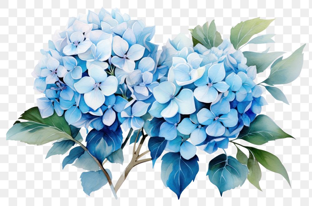 PNG Hydrangea flowers plant blue inflorescence. AI generated Image by rawpixel.