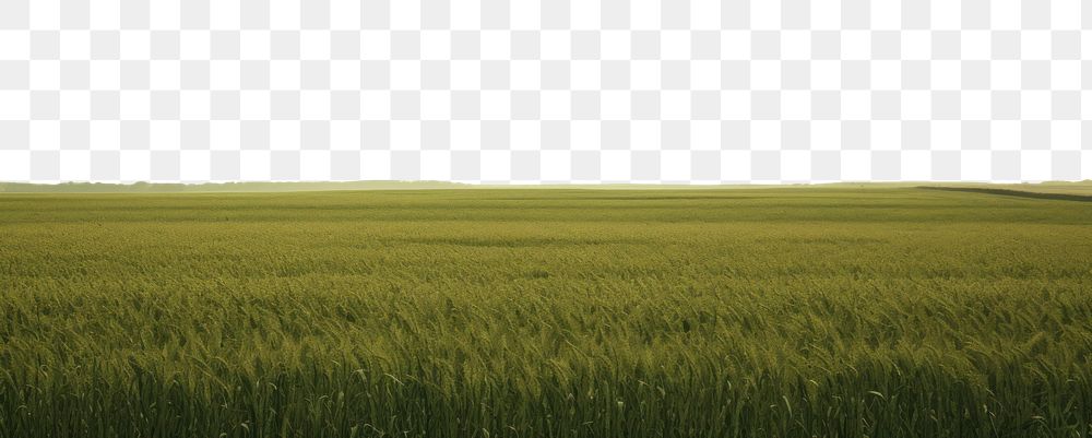 PNG  Green field grassland outdoors horizon. AI generated Image by rawpixel.