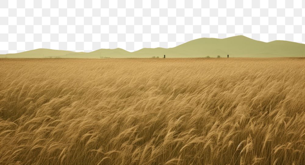 PNG  Green field landscape outdoors horizon. AI generated Image by rawpixel.