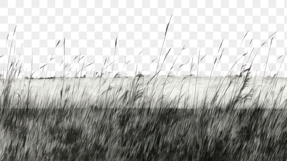 PNG  Grass field plant tranquility monochrome. AI generated Image by rawpixel.