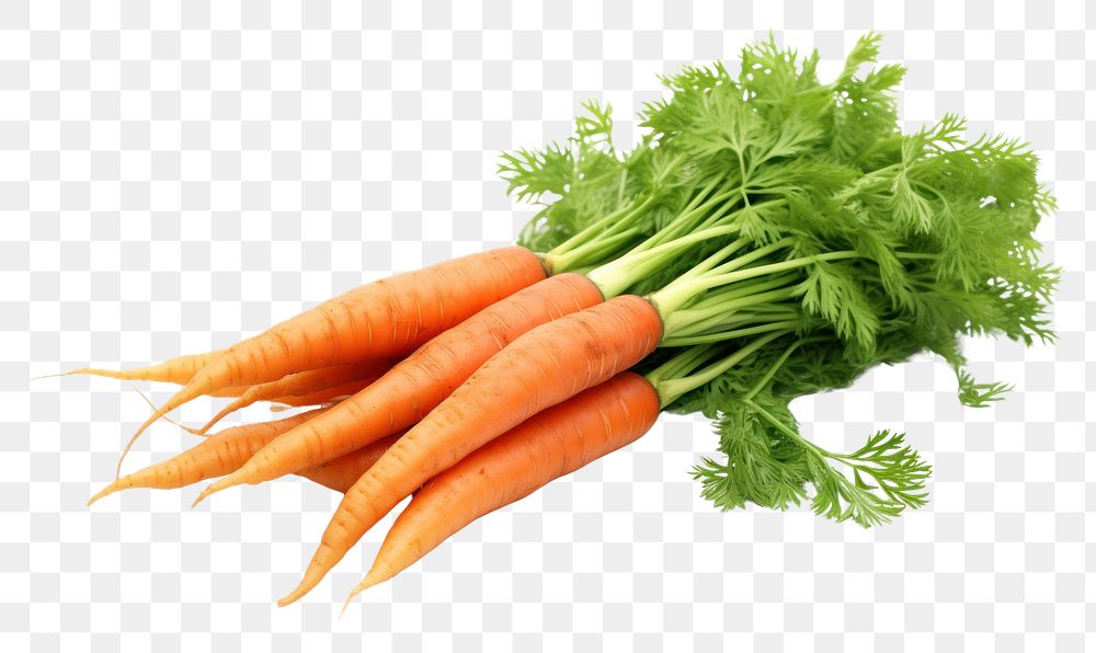 PNG  Fresh harvested carrots vegetable plant green. AI generated Image by rawpixel.