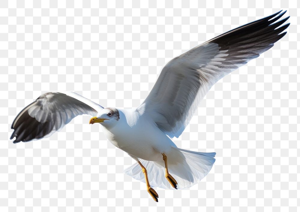 PNG  Seagull flying animal white bird AI generated Image by rawpixel