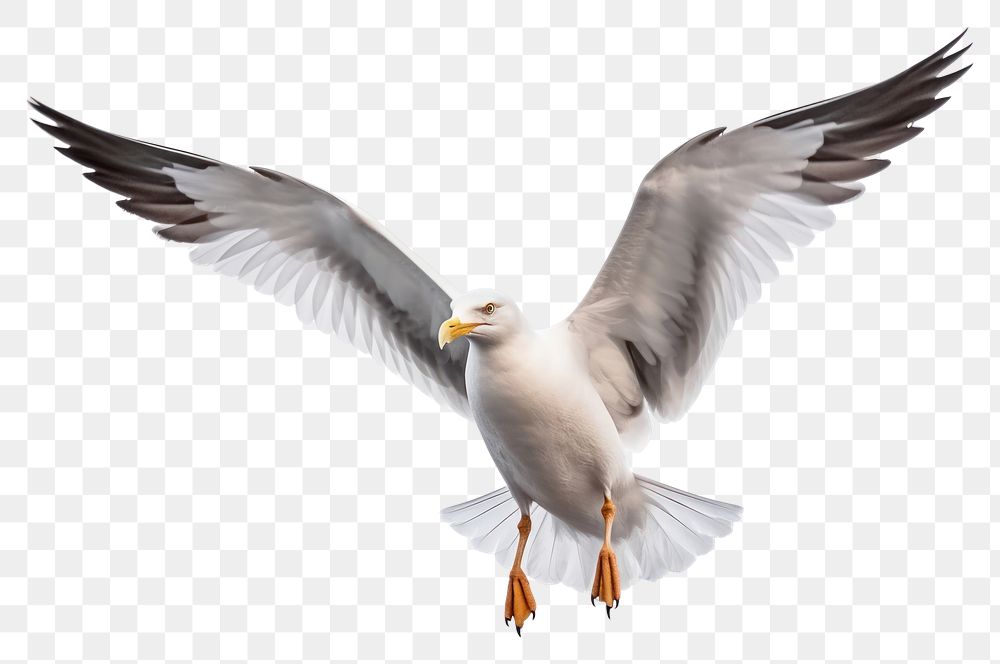 PNG  Seagull flying animal white bird. AI generated Image by rawpixel.