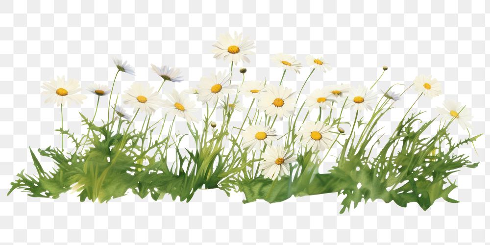 PNG  Outdoors flower plant daisy. AI generated Image by rawpixel.