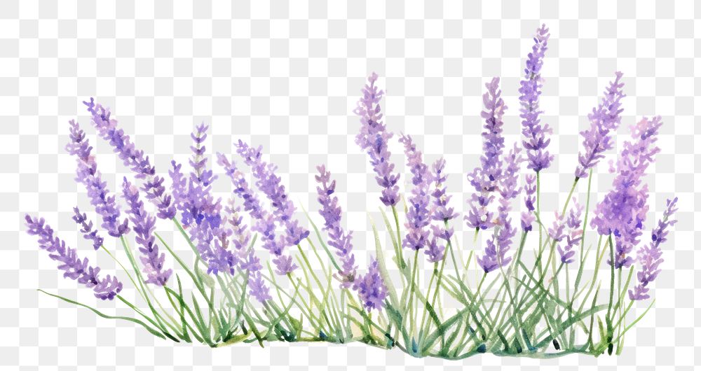 PNG  Lavender blossom flower plant AI generated Image by rawpixel