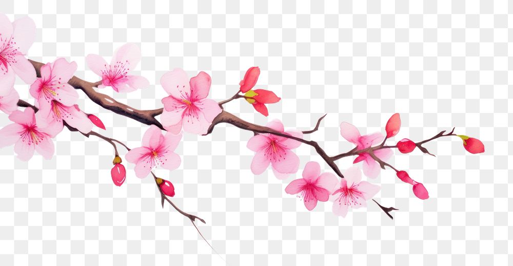 PNG  Pink blossom flower plant white background. AI generated Image by rawpixel.