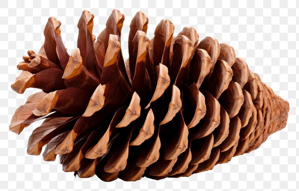 PNG  Dry group pine cone plant white background conifer. AI generated Image by rawpixel.