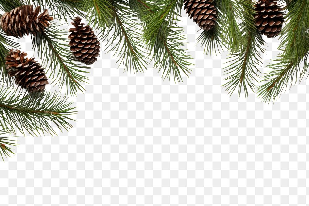 PNG  Fir branches with cones in the corner backgrounds plant tree. AI generated Image by rawpixel.