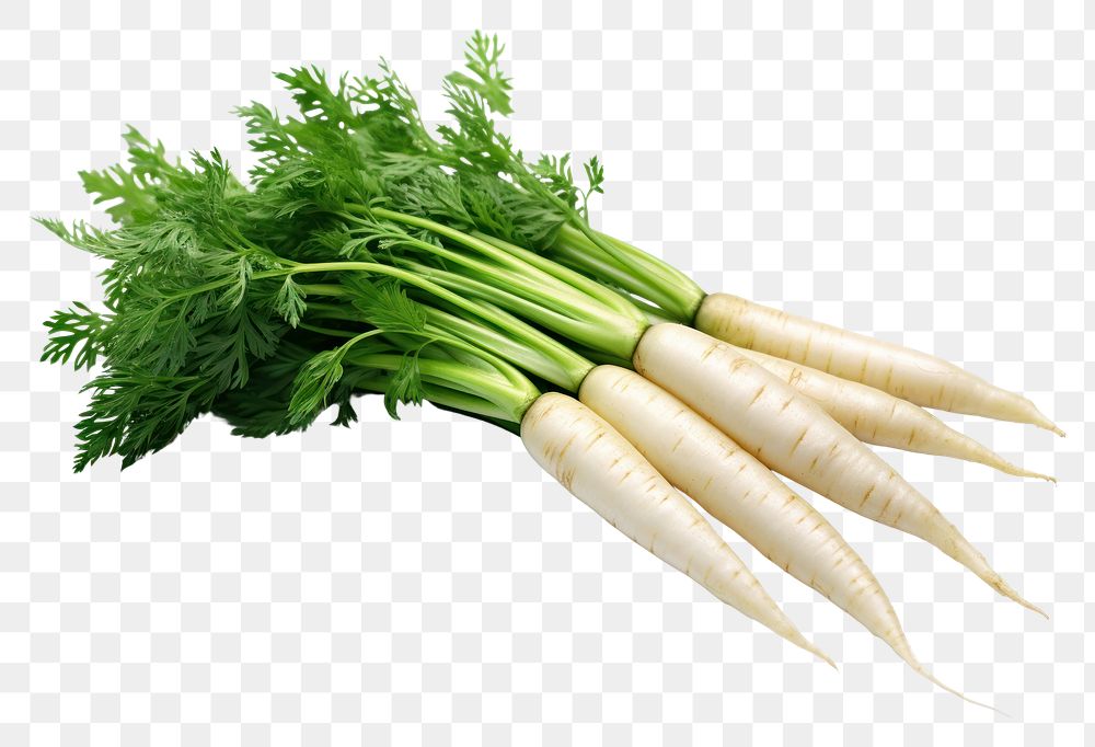 PNG  Triple white carrots vegetable radish plant. AI generated Image by rawpixel.