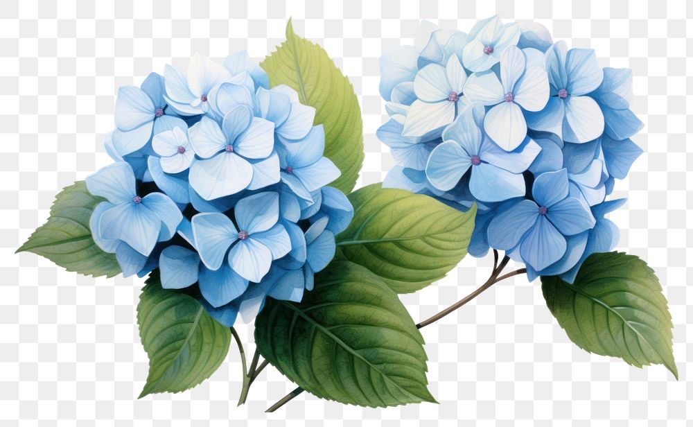 PNG Hydrangea flowers plant leaf blue. AI generated Image by rawpixel.
