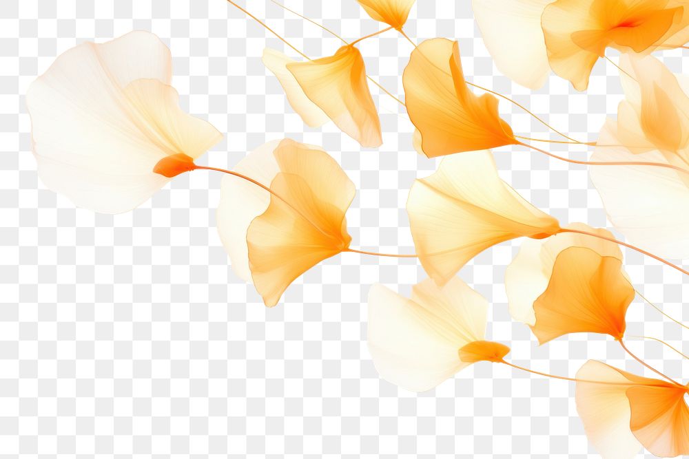 PNG  Orange petals backgrounds graphics flower. AI generated Image by rawpixel.