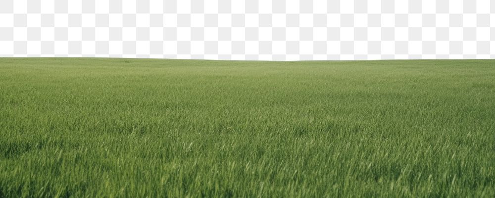 PNG  A grassy field with clear blue sky backgrounds outdoors horizon. AI generated Image by rawpixel.