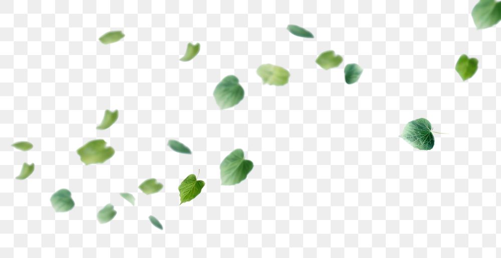PNG  Leaves backgrounds plant leaf. AI generated Image by rawpixel.
