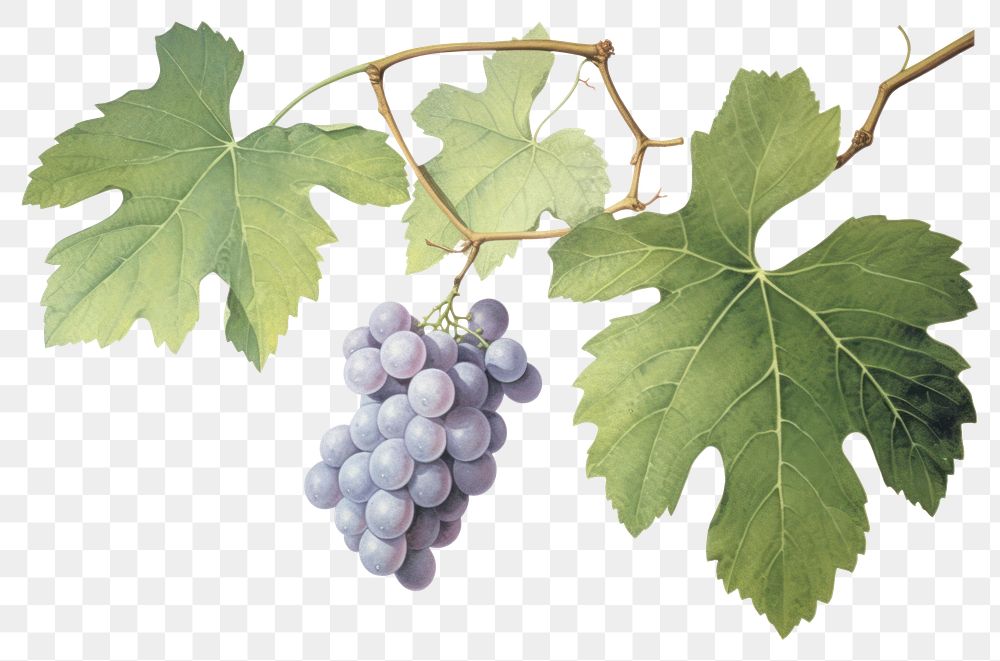 PNG  Vine green grapes watercolor fruit plant food. AI generated Image by rawpixel.