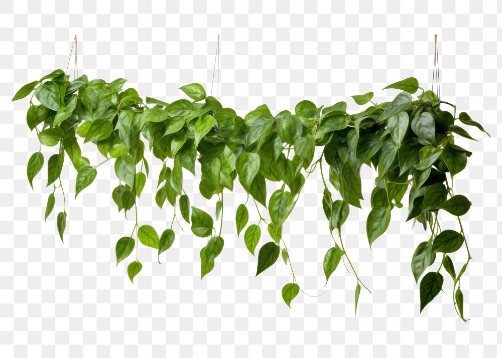 PNG Hanging vine plant hanging leaf white background