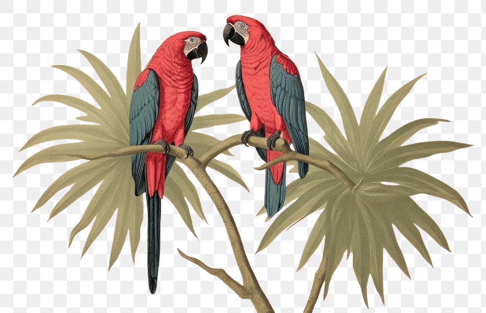 PNG Exotic parrots in tropical animal bird red. AI generated Image by rawpixel.