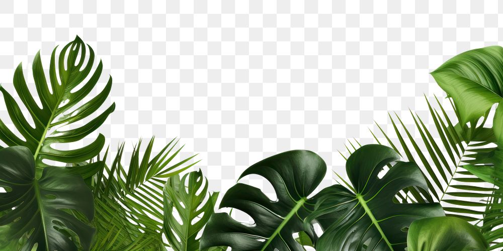 PNG Monstera plants backgrounds nature green. AI generated Image by rawpixel.