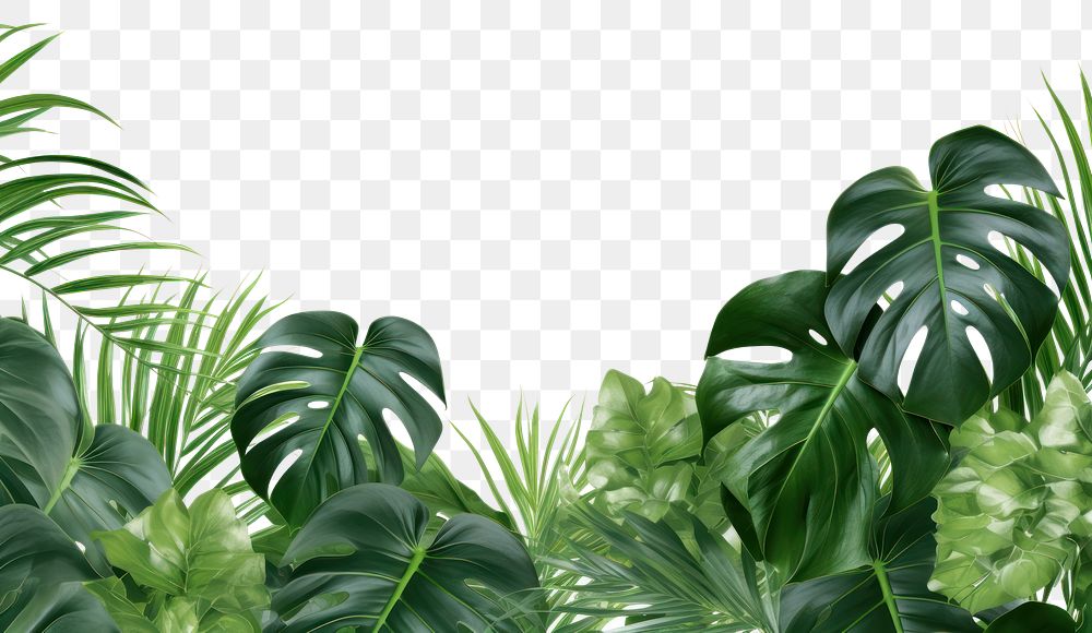 PNG Monstera plants backgrounds vegetation outdoors. AI generated Image by rawpixel.