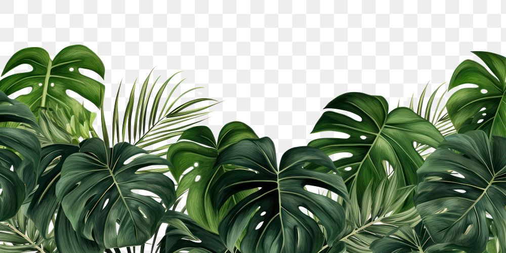 PNG Monstera plants backgrounds vegetation outdoors. AI generated Image by rawpixel.