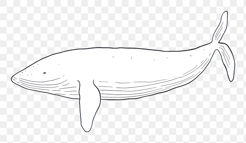 Minimal illustration of whale drawing animal sketch. AI generated Image by rawpixel.