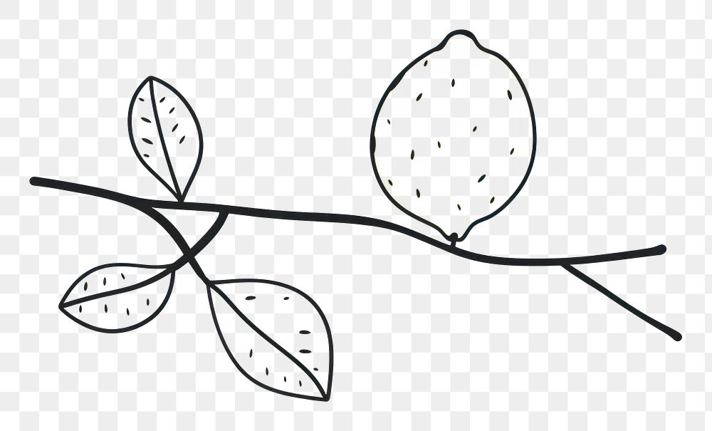PNG Minimal illustration of lemon branch drawing sketch plant. AI generated Image by rawpixel.