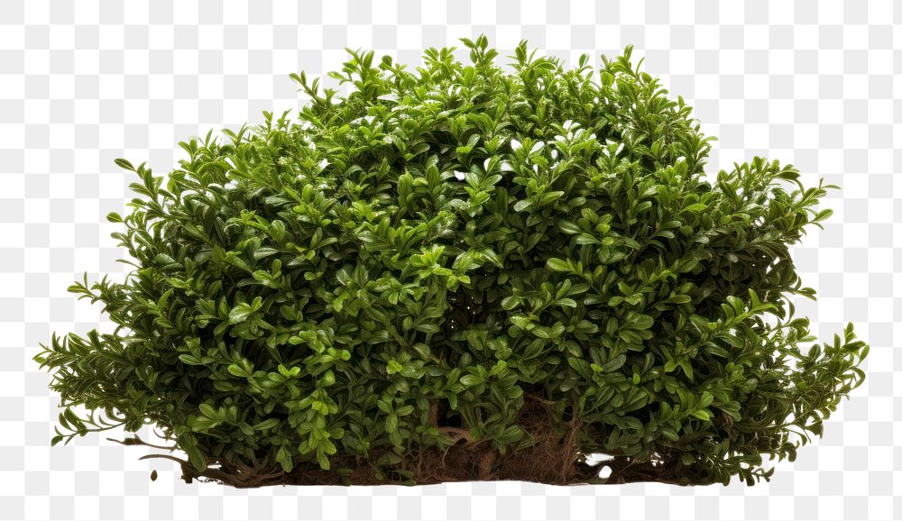 PNG A bush plant herbs white background