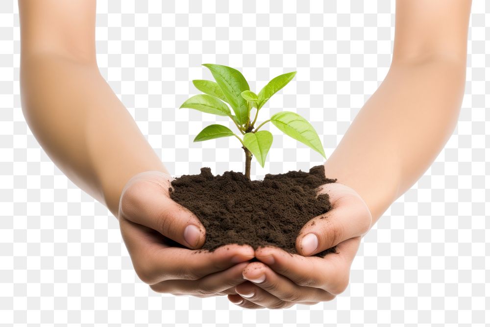 PNG A hands holding soil with young plant planting white background agriculture. AI generated Image by rawpixel.
