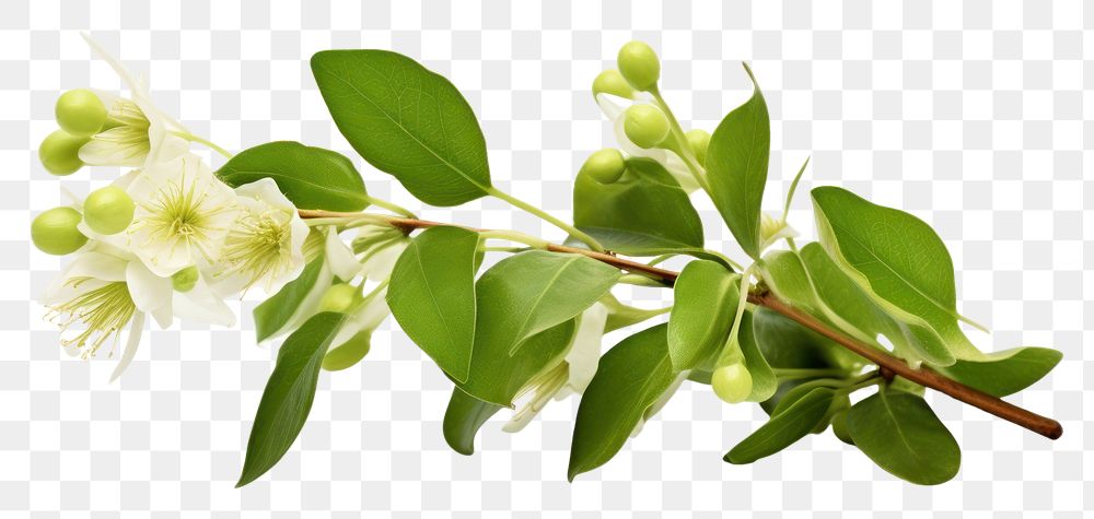 PNG Mistletoe flower blossom plant. AI generated Image by rawpixel.