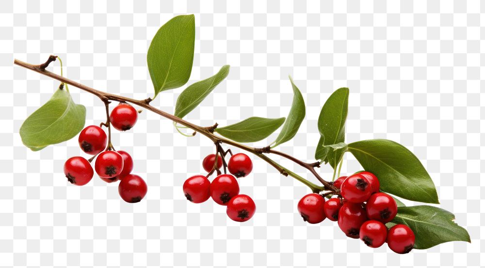 PNG Mistletoe cherry plant fruit. AI generated Image by rawpixel.