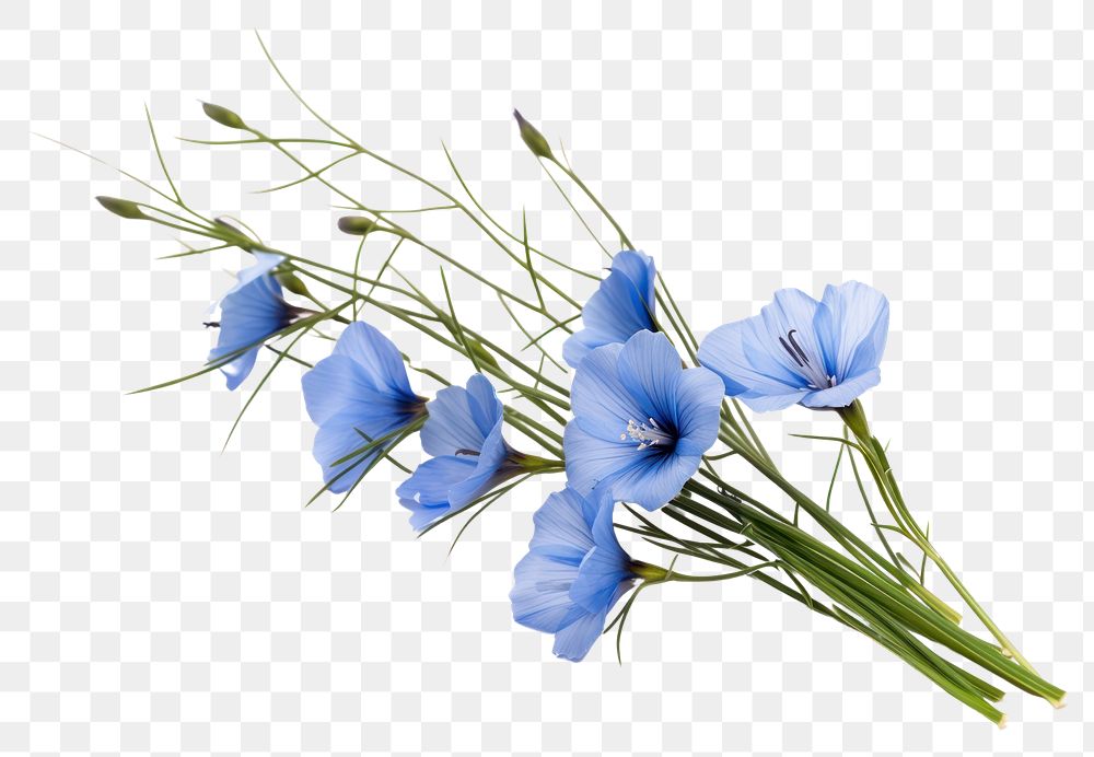 PNG Wildflower plant blue flax. AI generated Image by rawpixel.
