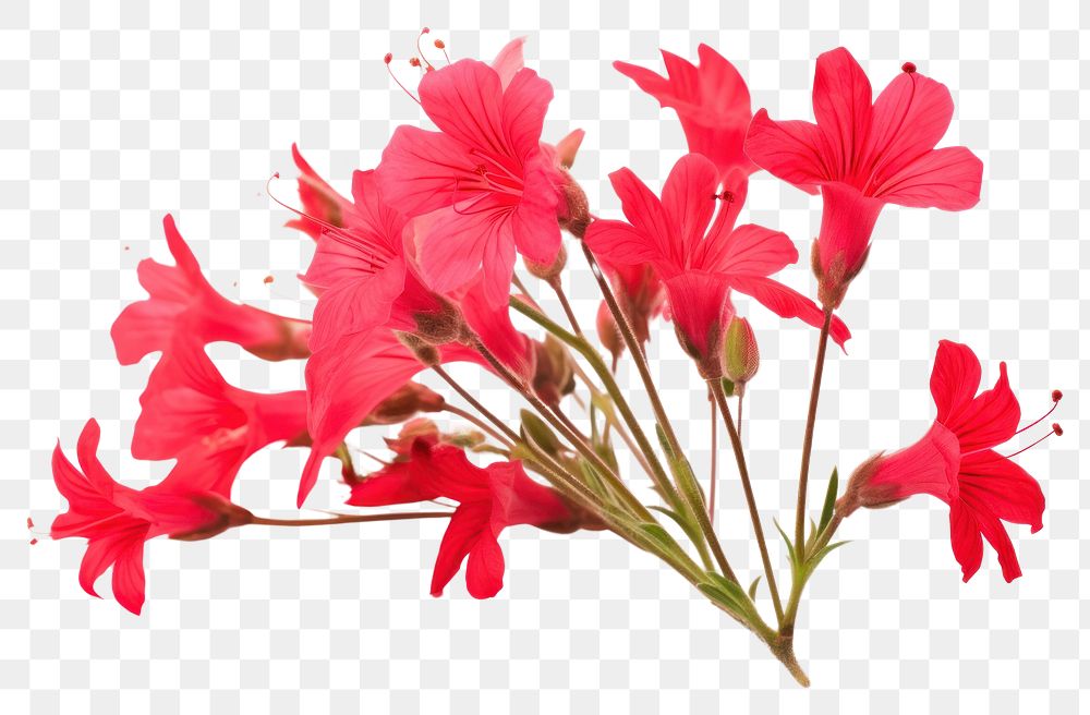 PNG Wildflower hibiscus blossom petal. AI generated Image by rawpixel.