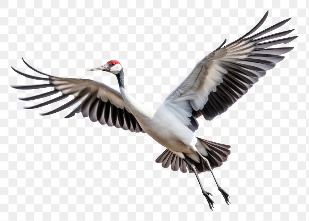 PNG Crane bird animal flying. AI generated Image by rawpixel.