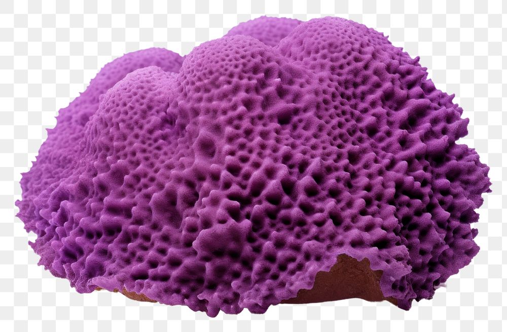 PNG Underwater nature purple sponge. 