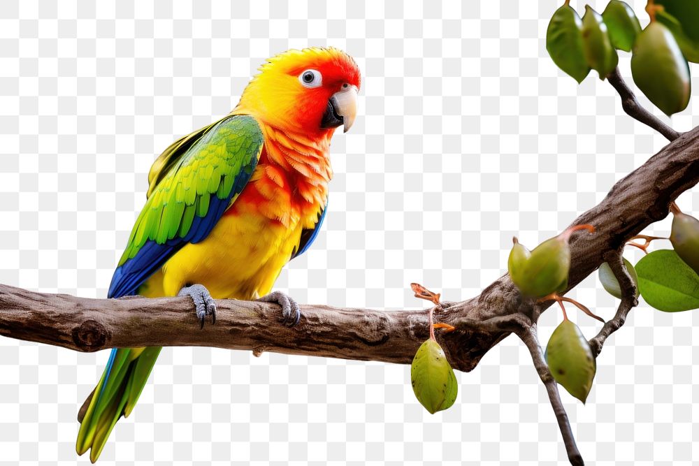 PNG Parrot animal plant bird. AI generated Image by rawpixel.