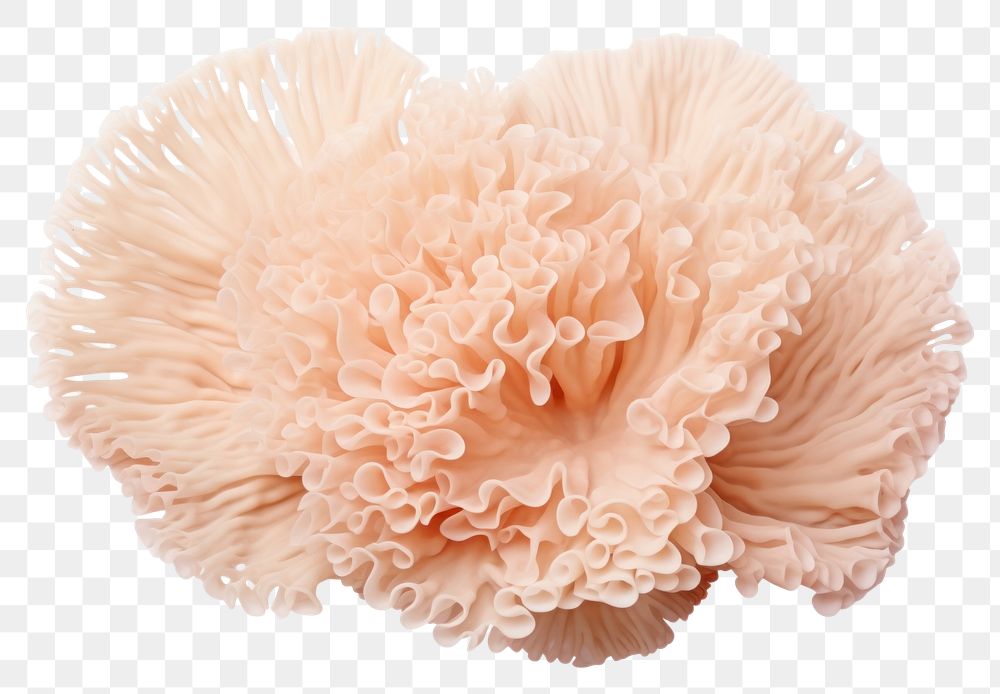 PNG Underwater mushroom fungus nature. AI generated Image by rawpixel.