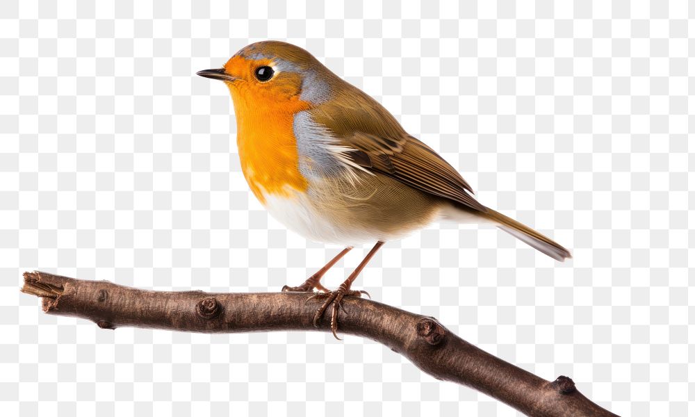 PNG Robin bird animal white background. AI generated Image by rawpixel.