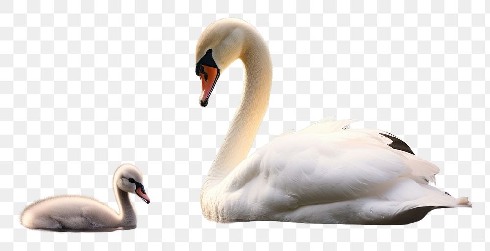 PNG Swan outdoors animal plant. AI generated Image by rawpixel.
