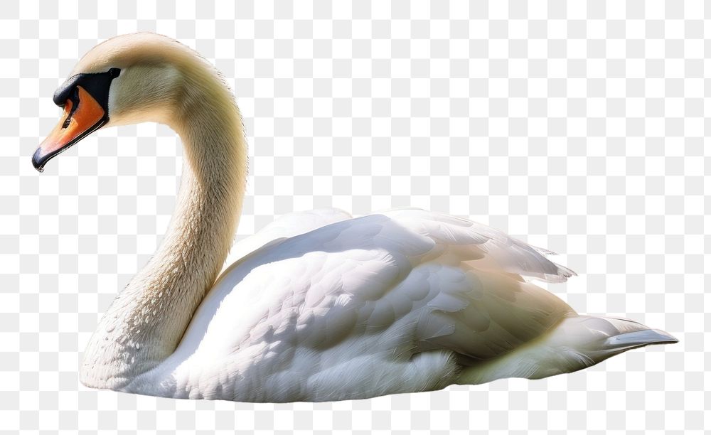 PNG Swan outdoors animal nature. AI generated Image by rawpixel.