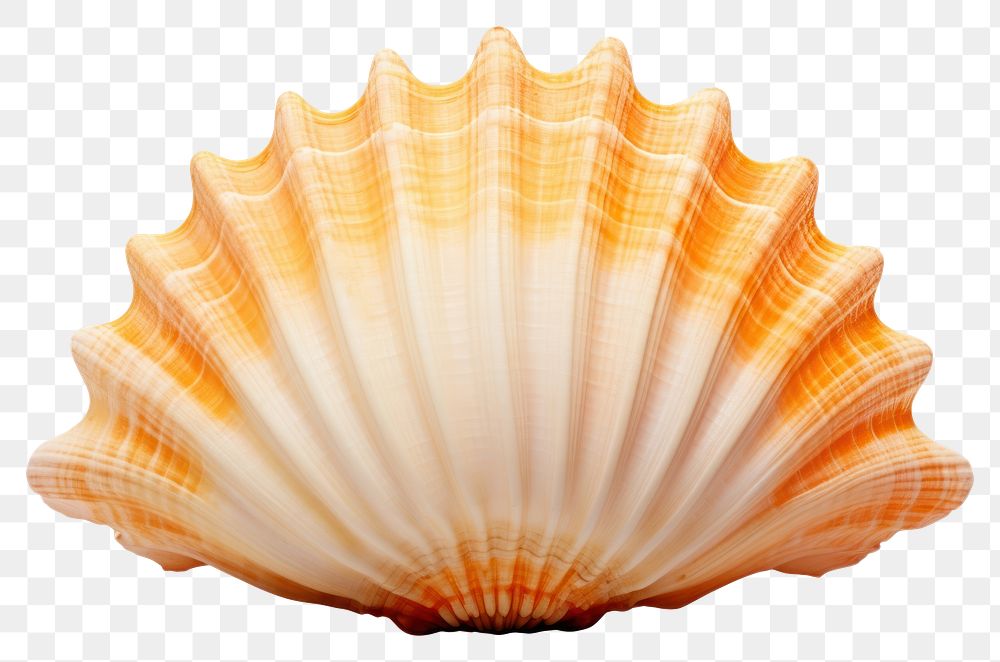 PNG Underwater seashell clam white background. AI generated Image by rawpixel.
