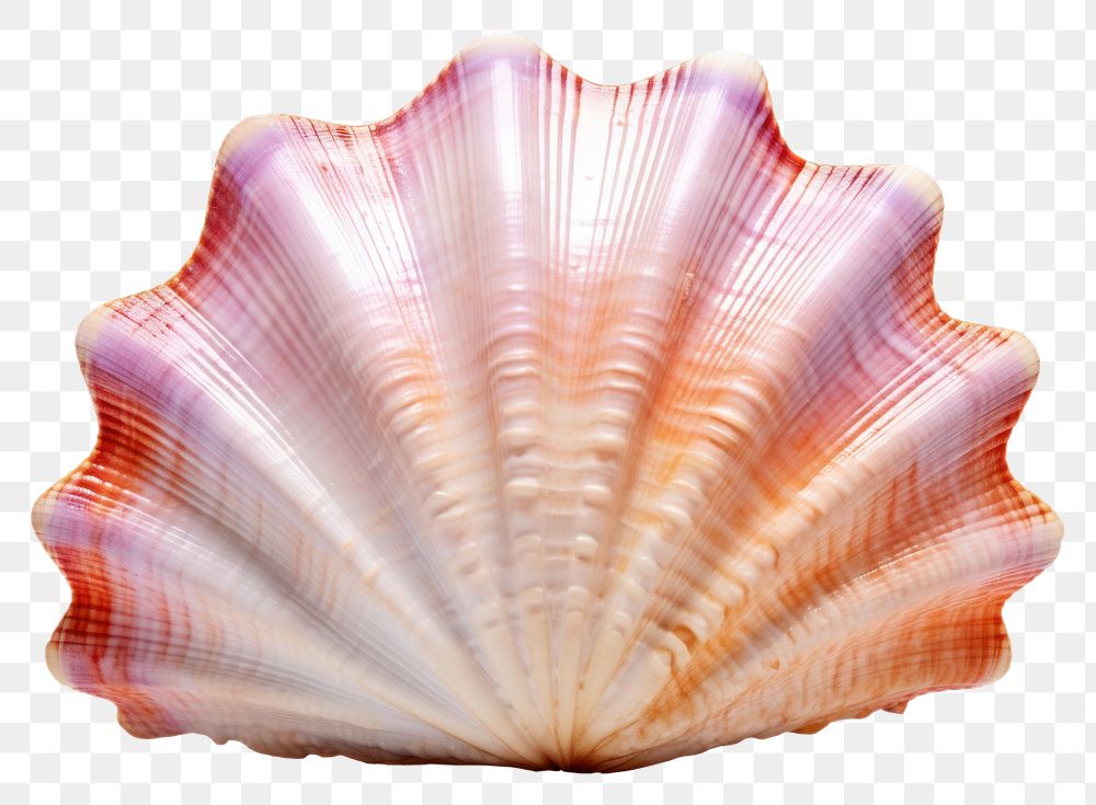PNG Underwater seashell seafood clam