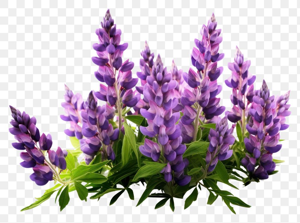 PNG Wildflower lavender blossom purple. AI generated Image by rawpixel.