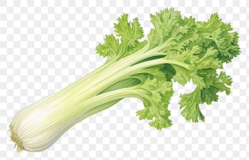 PNG Celery vegetable plant herbs. AI generated Image by rawpixel.