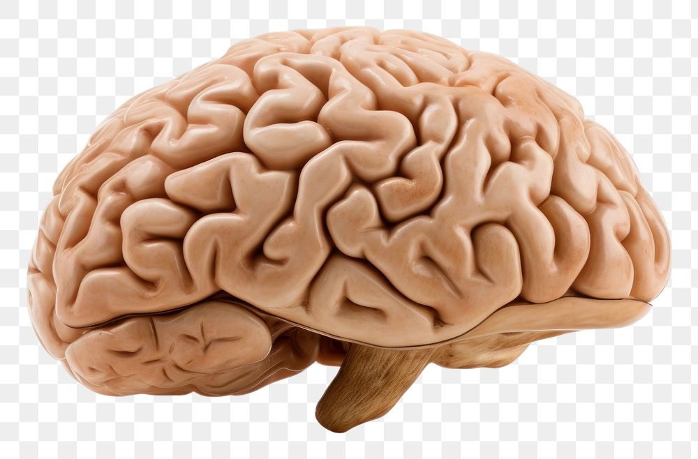 PNG Human brain white background medical person. 