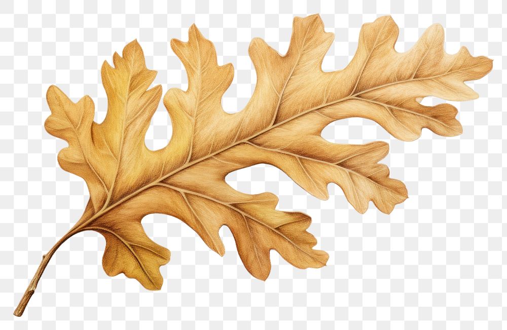 PNG Oak leaf plant tree creativity. AI generated Image by rawpixel.
