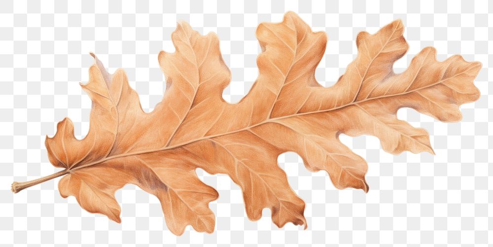 PNG Oak leaf drawing plant tree. AI generated Image by rawpixel.