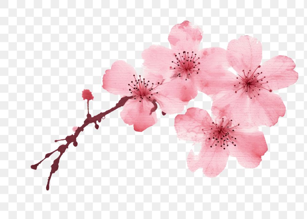 PNG Sakura flower blossom petal plant