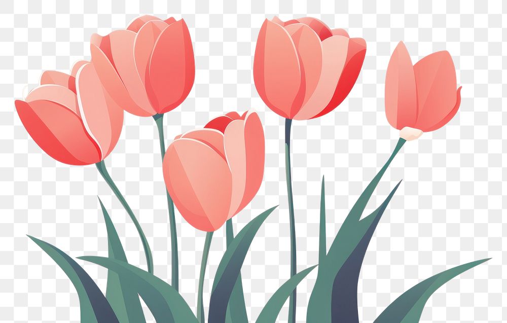 PNG Tulip flowers plant inflorescence springtime. AI generated Image by rawpixel.