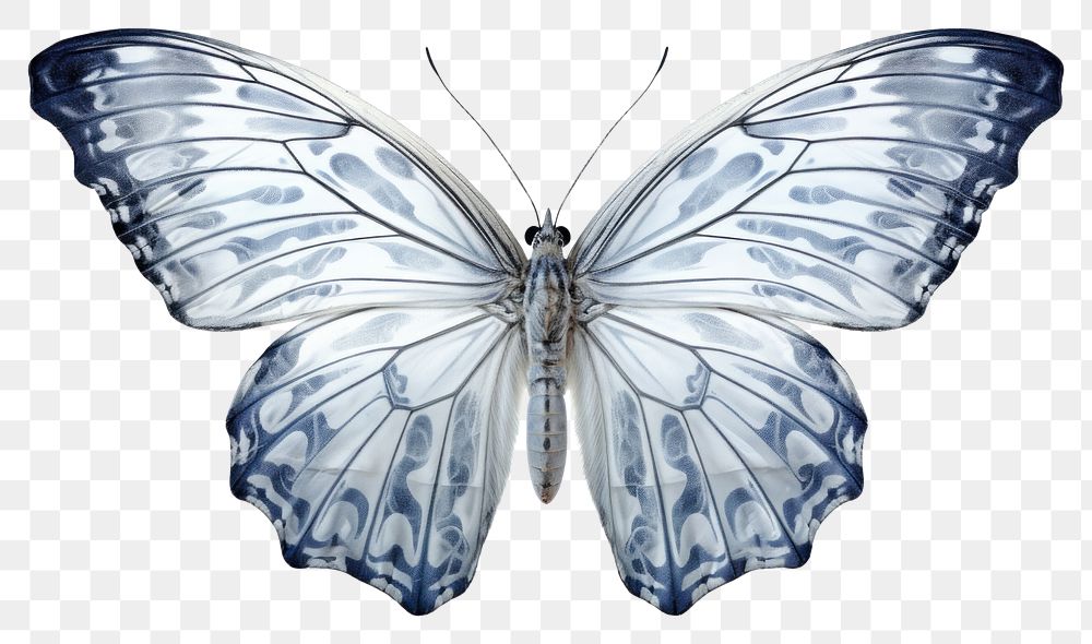 PNG Butterfly animal insect art. AI generated Image by rawpixel.