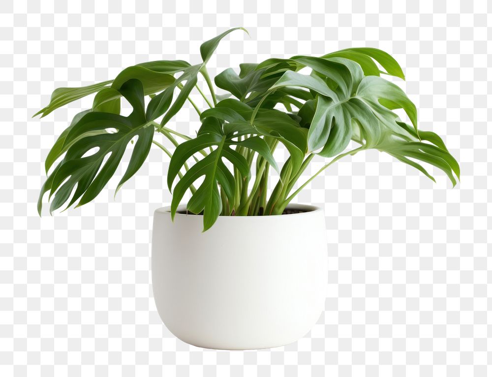 PNG Philodendron in pot plant leaf houseplant freshness. AI generated Image by rawpixel.